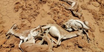 Sécheresse, désintérêt des pouvoirs publics: les gazelles irakiennes de la réserve de Sawa se meurent