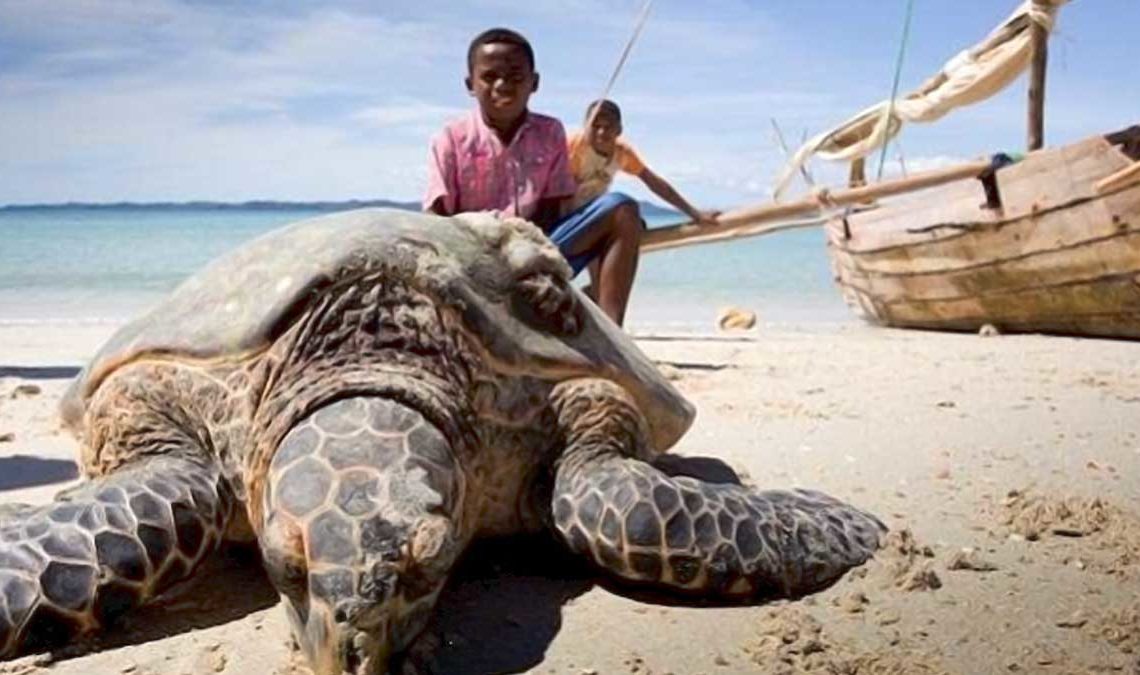 Plus d&rsquo;une dizaine de personnes dont des enfants décèdent à Madagascar après avoir consommés de la tortue de mer