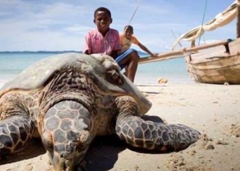 Plus d&rsquo;une dizaine de personnes dont des enfants décèdent à Madagascar après avoir consommés de la tortue de mer