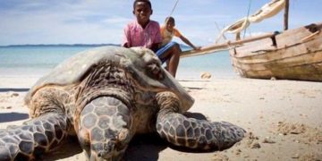 Plus d&rsquo;une dizaine de personnes dont des enfants décèdent à Madagascar après avoir consommés de la tortue de mer