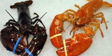 Etats-Unis: un rare homard orange sauvé in extremis de la casserole par les employés d&rsquo;un restaurant