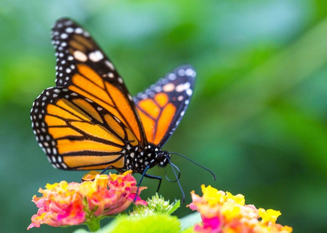 L’UICN: le papillon Monarque menacé d’extinction ainsi que 41 458 autres espèces