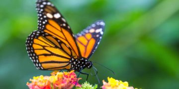L&rsquo;UICN: le papillon Monarque menacé d&rsquo;extinction ainsi que 41 458 autres espèces