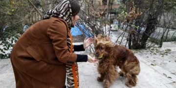 Promener son chien dans un parc public ou un espace vert est désormais interdit en Iran