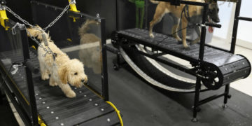 Canicule: ouverture d&rsquo;une salle de sport climatisée pour les chiens à Abu Dhabi