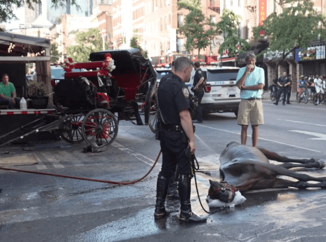 New York: un cheval de calèche s&rsquo;effondre d&rsquo;épuisement en pleine rue