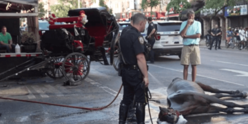New York: un cheval de calèche s&rsquo;effondre d&rsquo;épuisement en pleine rue