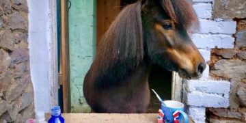 Angleterre: un poney Shetland élu  maire de la ville  Cockington
