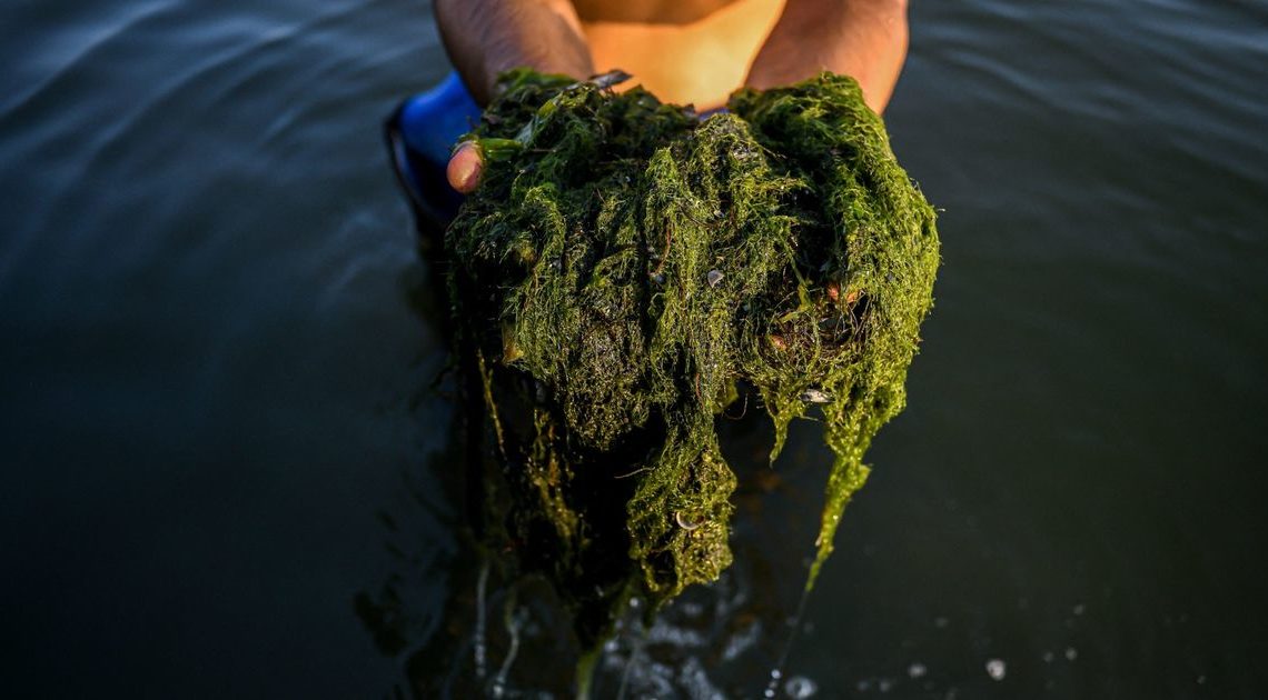 Mort de poissons par milliers dans l’Oder: une algue en serait responsable