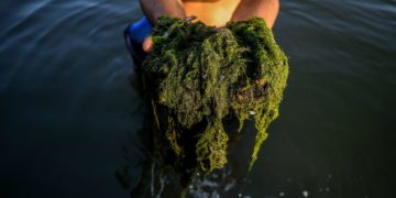 Mort de poissons par milliers dans l&rsquo;Oder: une algue en serait responsable