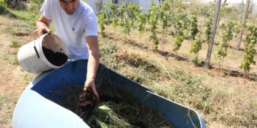 Le marc de café pour fertiliser ses terres , la solution d&rsquo;un agriculteur albanais face à la flambée des prix de l&rsquo;engrais