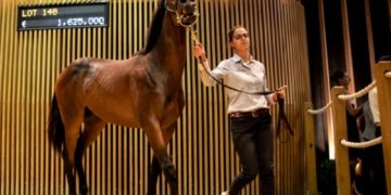 Enchères de Yearlings à Deauville: l&rsquo;Emir de Dubaï s&rsquo;offre 6 chevaux à 5,55 millions d&rsquo;euros