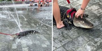 Etats-Unis: une jeune fille promène en laisse son alligator, un nouveau genre d&rsquo;animal de compagnie?