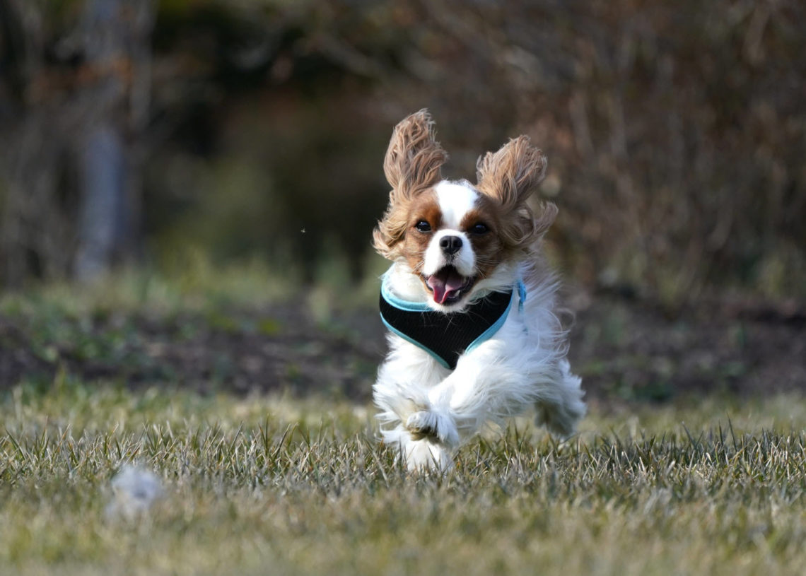 Les chiens pleurent de joie lorsqu’ils retrouvent leur maître, prouve une étude