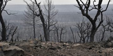 Algérie: plus de 10 000 hectares du parc d&rsquo;El Kala,  classé par l&rsquo;Unesco,  sont partis en fumée