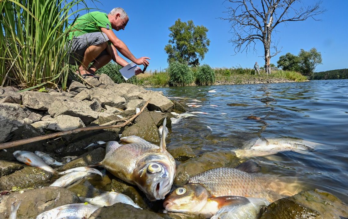 La mort de milliers de poissons dans l’Oder provoque des tensions entre l’Allemagne et la Pologne