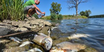 La mort de milliers de poissons dans l&rsquo;Oder provoque des tensions entre l&rsquo;Allemagne et la Pologne
