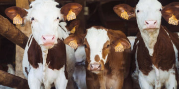 Royaume-Uni: une ville signe un « traité végétal » pour inciter ses 34.000 habitants à abandonner leur consommation de viande