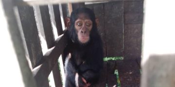 RDC: une vidéo de trois chimpanzés kidnappés contre une rançon diffusée par les ravisseurs