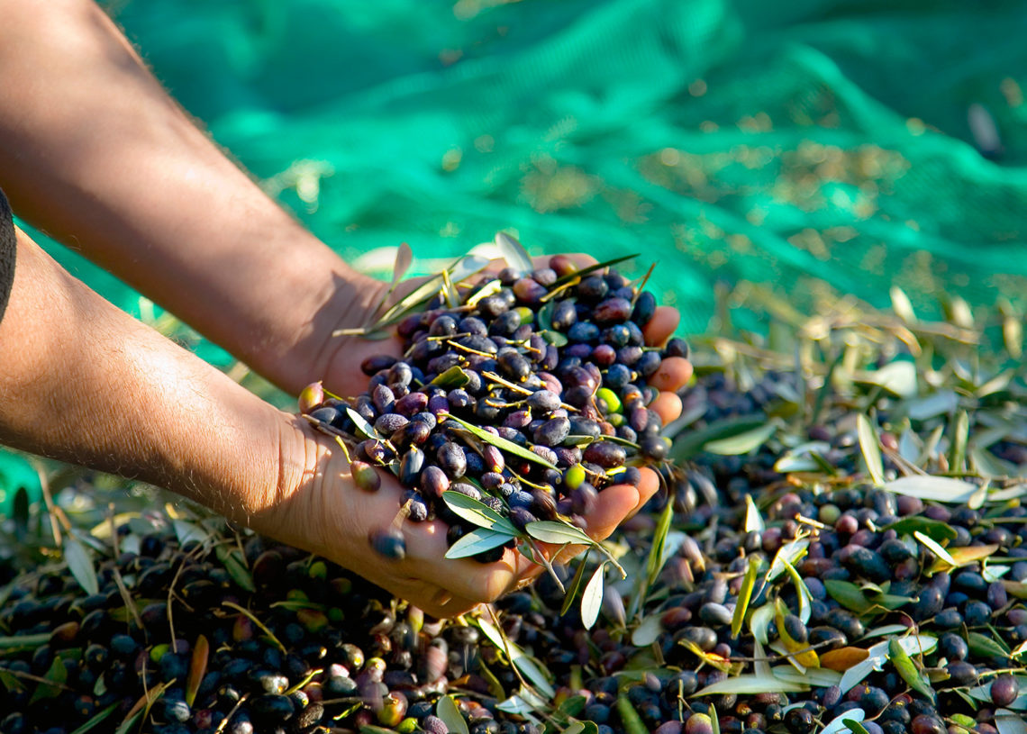 Maroc: la production d’olives estimée à 2 millions de tonnes, un rendement en hausse malgré la sécheresse