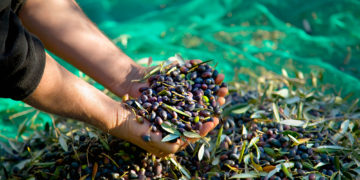 Maroc: la production d’olives estimée à 2 millions de tonnes, un rendement en hausse malgré la sécheresse