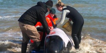 230 dauphins-pilotes s&rsquo;échouent sur une plage d&rsquo;Australie, la moitié encore en vie