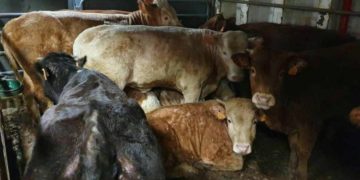 Près de 800 taurillons français bloqués au port d&rsquo;Alger, seront rapatriés et abattus