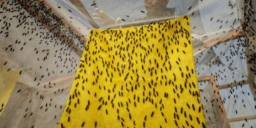 Ouganda: Flambée des prix de l&rsquo;engrais, une mouche à la rescousse des agriculteurs