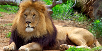 Ouganda: deux braconniers condamnés à 17 ans de prison pour avoir tué et mutilé 6 lions