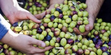 Maroc: la production d’olives estimée à 2 millions de tonnes, un rendement en hausse malgré la sécheresse