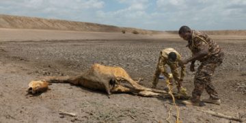 Kenya: la sécheresse ravage la faune