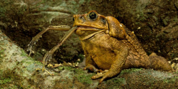 Le crapaud buffle, un danger pour la faune australienne