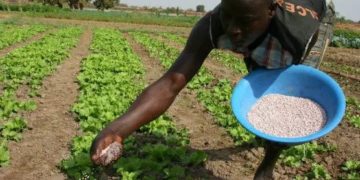 Agriculture: l&rsquo;engrais subventionné à 65% en Mauritanie