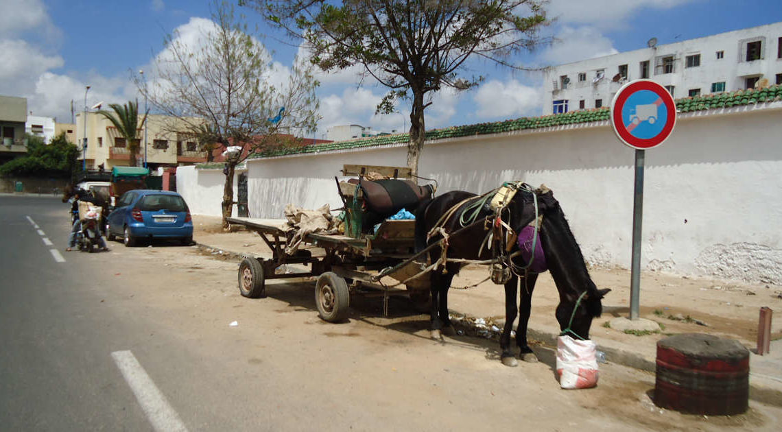 Maroc: Casablanca interdit la circulation des charrettes tirées par des animaux