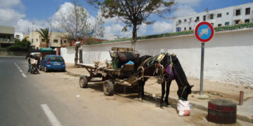 Maroc: Casablanca interdit la circulation des charrettes tirées par des animaux