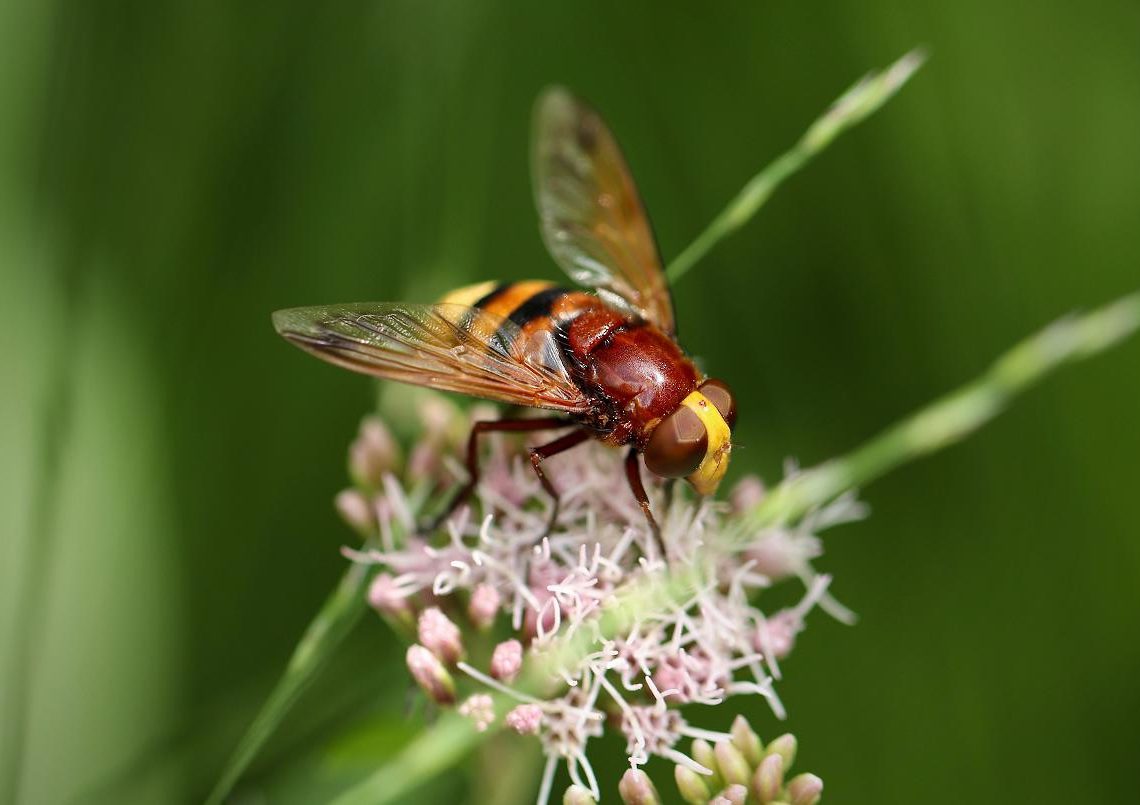Plus d’un tiers des mouches polinisatrices, nécessaire à la sécurité alimentaire, menacées d’extinction en Europe
