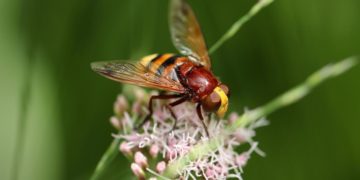 Plus d&rsquo;un tiers des mouches polinisatrices, nécessaire à la sécurité alimentaire, menacées d&rsquo;extinction en Europe
