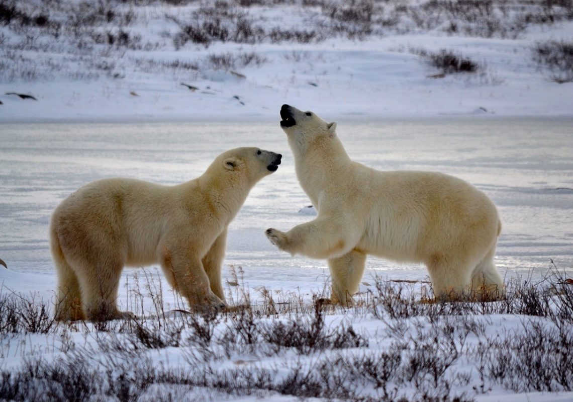 Norvège: suite à des « visites » auprès des vacanciers, la mise à mort d&rsquo;un ours polaire fait débat