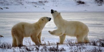 Norvège: suite à des « visites » auprès des vacanciers, la mise à mort d&rsquo;un ours polaire fait débat
