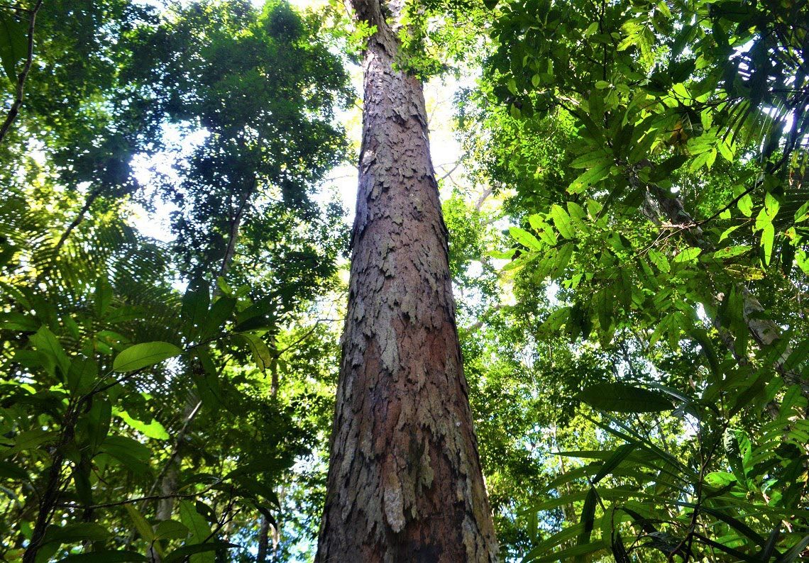 Nature: en Amazonie, des scientifiques découvrent un arbre de 88 mètres