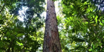 Nature: en Amazonie, des scientifiques découvrent un arbre de 88 mètres