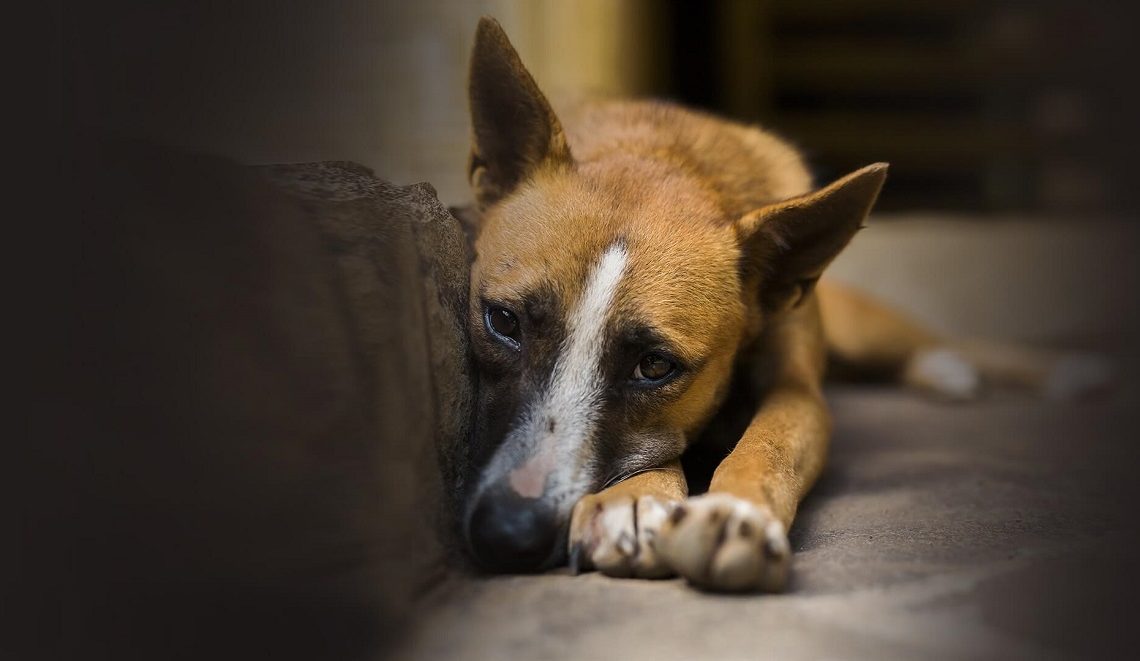 France: hausse de 30% des violences envers les animaux domestiques