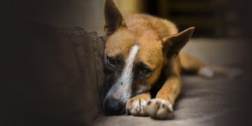 France: hausse de 30% des violences envers les animaux domestiques