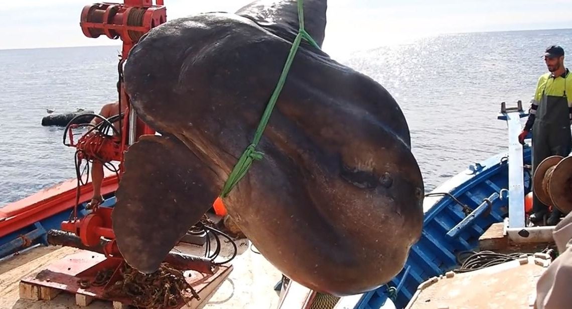 Découverte du poisson osseux le plus lourd du monde : il pèse presque 3 tonnes !
