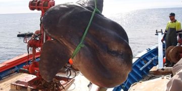 Découverte du poisson osseux le plus lourd du monde : il pèse presque 3 tonnes !