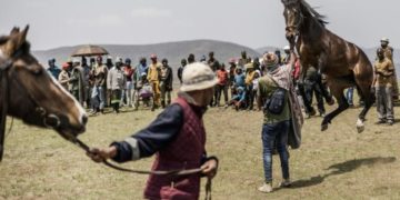 La saison des courses de chevaux est ouverte au Lesotho