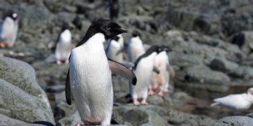 Afrique du Sud: près de 30 manchots du Cap décèdent de la grippe aviaire