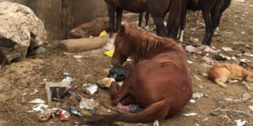 Battus, blessés,  affamés… le sort épouvantable des chevaux aux pieds de la Pyramide de Gizeh, merveille de l&rsquo; « Humanité »