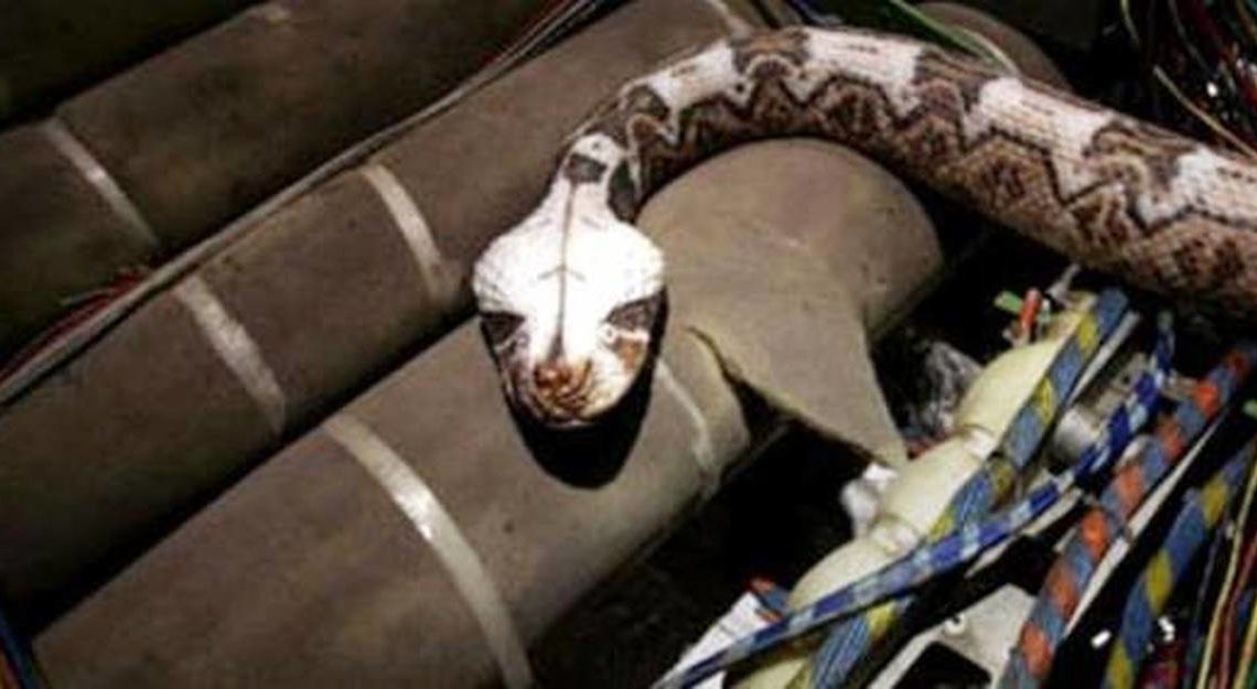 « Des serpents dans l’avion »: du cinéma à la réalité