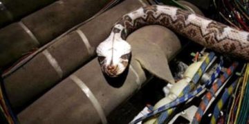 « Des serpents dans l&rsquo;avion »: du cinéma à la réalité